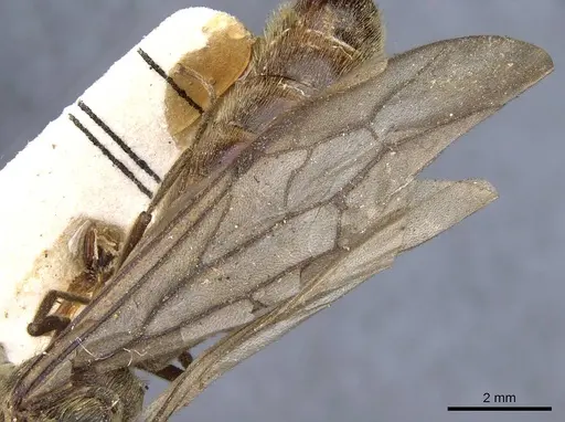 Neivamyrmex diabolus specimen CASENT0905956 image casent0905956_4