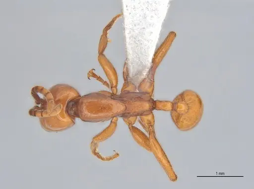 Neivamyrmex diana specimen ANTWEB1053731 image antweb1053731_1