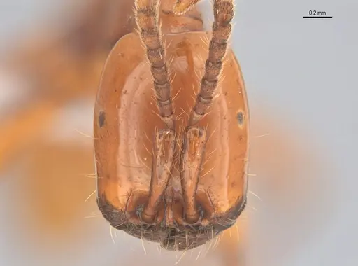 Neivamyrmex diana specimen ANTWEB1053731 image antweb1053731_2