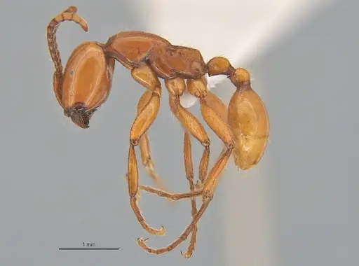 Neivamyrmex diana specimen ANTWEB1053731 image antweb1053731_3
