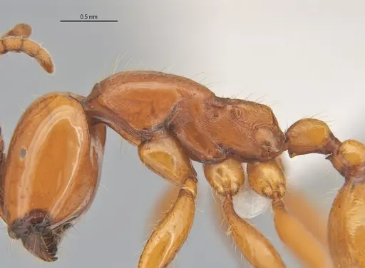 Neivamyrmex diana specimen ANTWEB1053731 image antweb1053731_4
