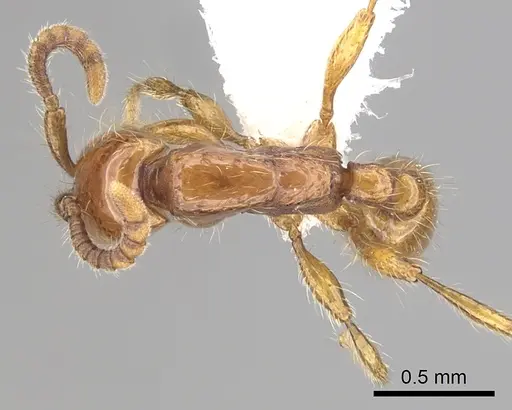Neivamyrmex diana specimen CASENT0249479 image casent0249479_1