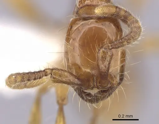 Neivamyrmex diana specimen CASENT0249479 image casent0249479_2