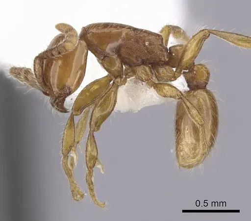 Neivamyrmex diana specimen CASENT0249479 image casent0249479_3
