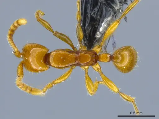 Neivamyrmex diana specimen CASENT0650777 image casent0650777_1