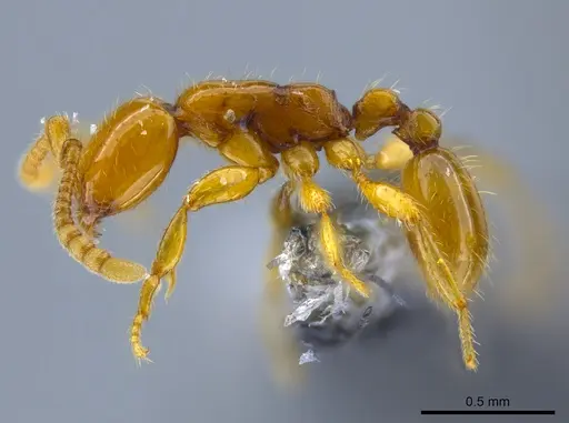 Neivamyrmex diana specimen CASENT0650777 image casent0650777_3