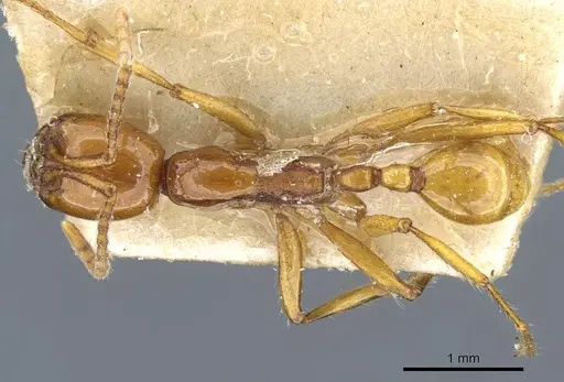 Neivamyrmex diana specimen CASENT0905957 image casent0905957_1