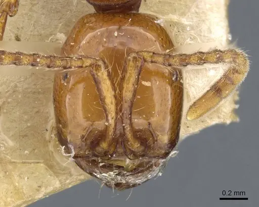 Neivamyrmex diana specimen CASENT0905957 image casent0905957_2