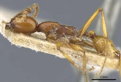 Neivamyrmex diana specimen CASENT0905957 image casent0905957_3