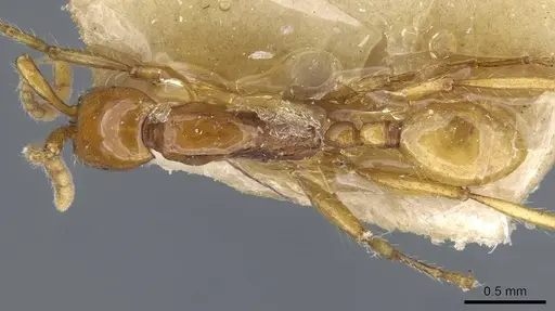 Neivamyrmex diana specimen CASENT0905958 image casent0905958_1