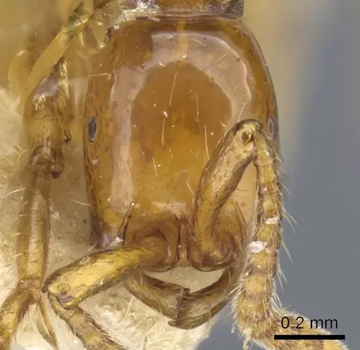 Neivamyrmex diana specimen CASENT0905958 image casent0905958_2