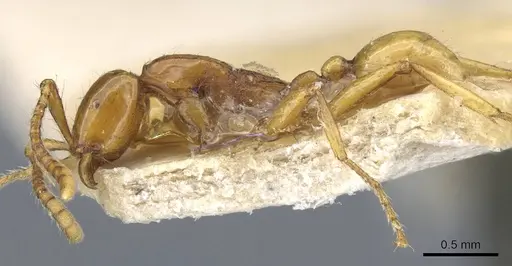 Neivamyrmex diana specimen CASENT0905958 image casent0905958_4