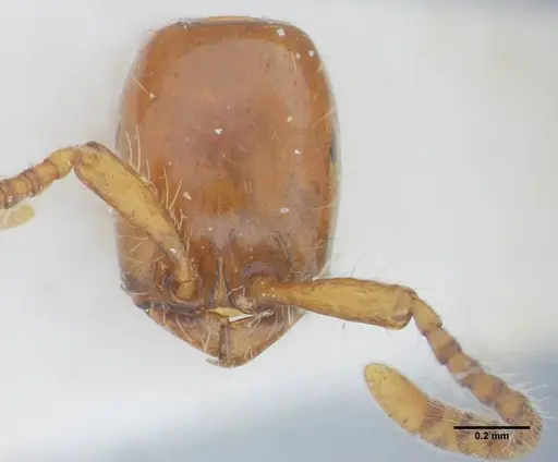 Neivamyrmex diana specimen UFV-LABECOL-003533 image ufv-labecol-003533_2