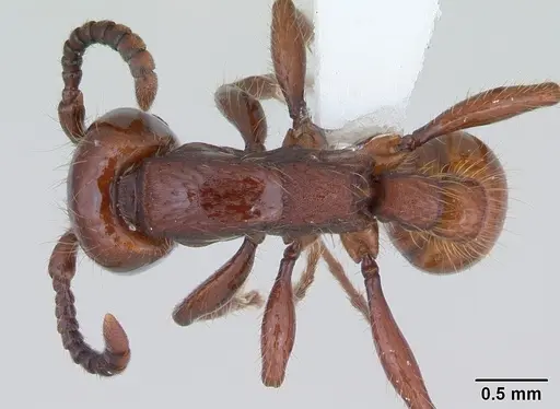 Neivamyrmex diversinodis specimen CASENT0173522 image casent0173522_1