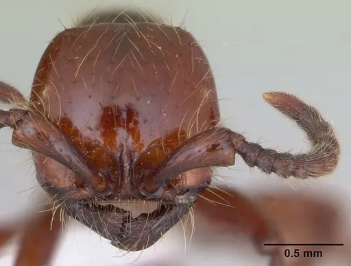 Neivamyrmex diversinodis specimen CASENT0173522 image casent0173522_2