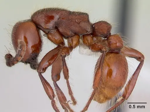 Neivamyrmex diversinodis specimen CASENT0173522 image casent0173522_3