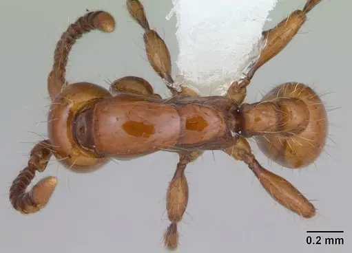 Neivamyrmex diversinodis specimen CASENT0173523 image casent0173523_1