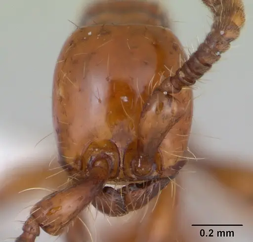 Neivamyrmex diversinodis specimen CASENT0173523 image casent0173523_2