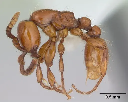 Neivamyrmex diversinodis specimen CASENT0173523 image casent0173523_3
