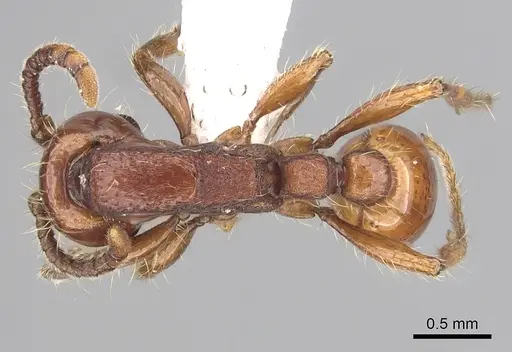 Neivamyrmex diversinodis specimen CASENT0249480 image casent0249480_1