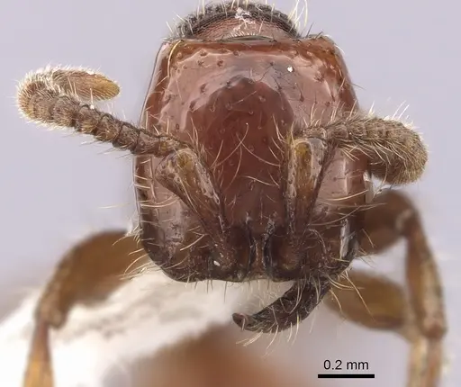 Neivamyrmex diversinodis specimen CASENT0249480 image casent0249480_2