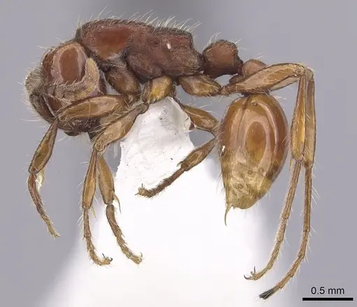 Neivamyrmex diversinodis specimen CASENT0249480 image casent0249480_3