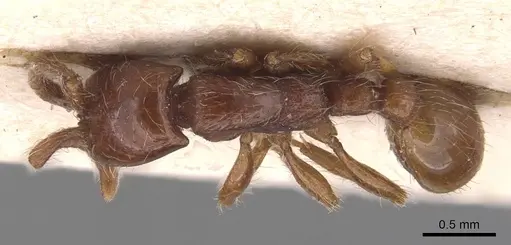 Neivamyrmex diversinodis specimen CASENT0905724 image casent0905724_1