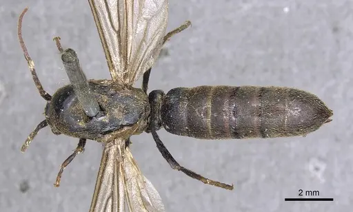 Neivamyrmex dorbignii specimen CASENT0901945 image casent0901945_1