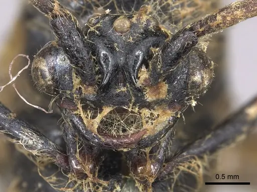 Neivamyrmex dorbignii specimen CASENT0901945 image casent0901945_2