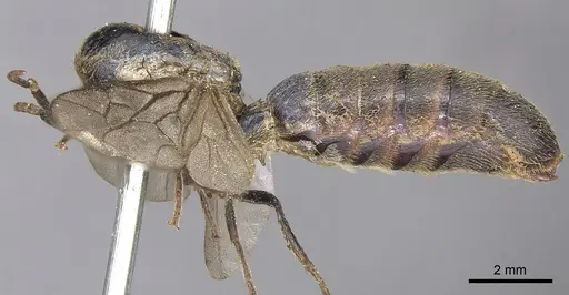 Neivamyrmex dorbignii specimen CASENT0901945 image casent0901945_3