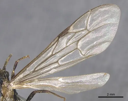 Neivamyrmex dorbignii specimen CASENT0901945 image casent0901945_4