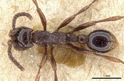Neivamyrmex dorbignii specimen CASENT0903732 image casent0903732_1
