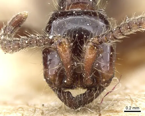 Neivamyrmex dorbignii specimen CASENT0903732 image casent0903732_2