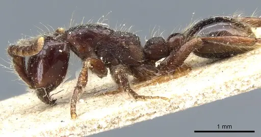 Neivamyrmex dorbignii specimen CASENT0903732 image casent0903732_3