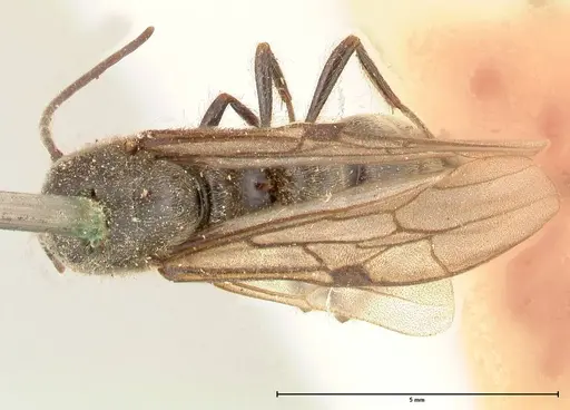 Neivamyrmex dorbignii specimen FOCOL0678 image focol0678_1