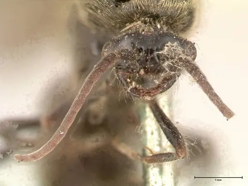 Neivamyrmex dorbignii specimen FOCOL0678 image focol0678_2