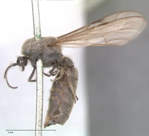 Neivamyrmex dorbignii specimen FOCOL0678 image focol0678_3