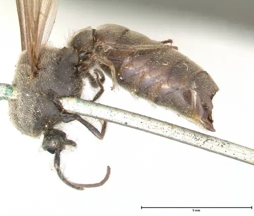Neivamyrmex dorbignii specimen FOCOL0678 image focol0678_4