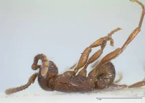 Neivamyrmex dorbignii specimen FOCOL1137 image focol1137_1