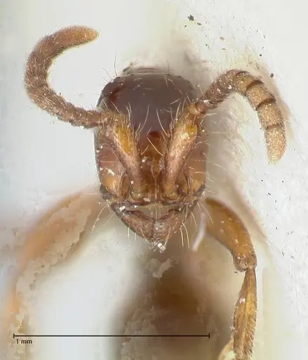 Neivamyrmex dorbignii specimen FOCOL1137 image focol1137_2