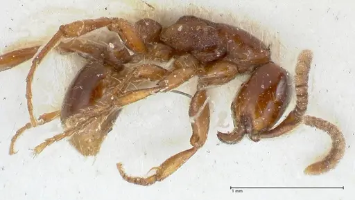 Neivamyrmex dorbignii specimen FOCOL1137 image focol1137_3