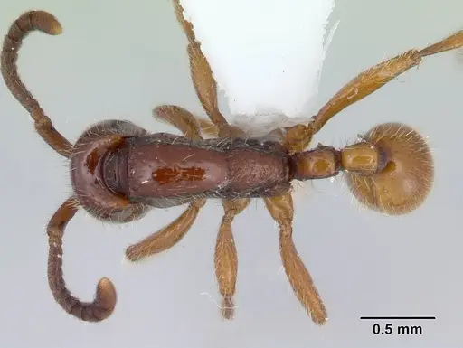 Neivamyrmex emersoni specimen CASENT0178600 image casent0178600_1