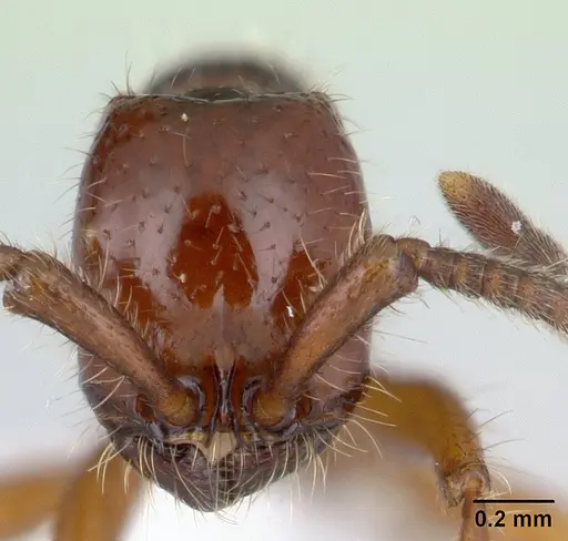 Neivamyrmex emersoni specimen CASENT0178600 image casent0178600_2