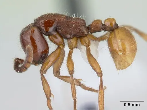 Neivamyrmex emersoni specimen CASENT0178600 image casent0178600_3