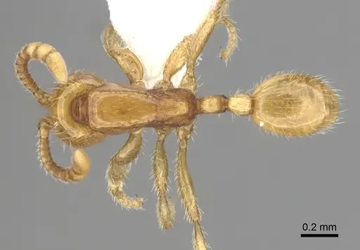 Neivamyrmex emersoni specimen CASENT0249481 image casent0249481_1