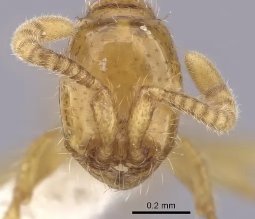 Neivamyrmex emersoni specimen CASENT0249481 image casent0249481_2