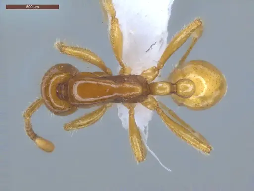 Neivamyrmex emersoni specimen ECOFOG-OI17-0076-01 image ecofog-oi17-0076-01_1