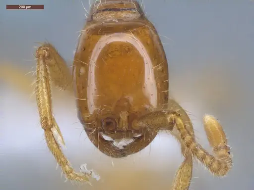 Neivamyrmex emersoni specimen ECOFOG-OI17-0076-01 image ecofog-oi17-0076-01_2