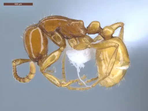 Neivamyrmex emersoni specimen ECOFOG-OI17-0076-01 image ecofog-oi17-0076-01_3