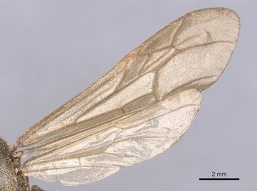 Neivamyrmex emeryi specimen CASENT0911395 image casent0911395_4
